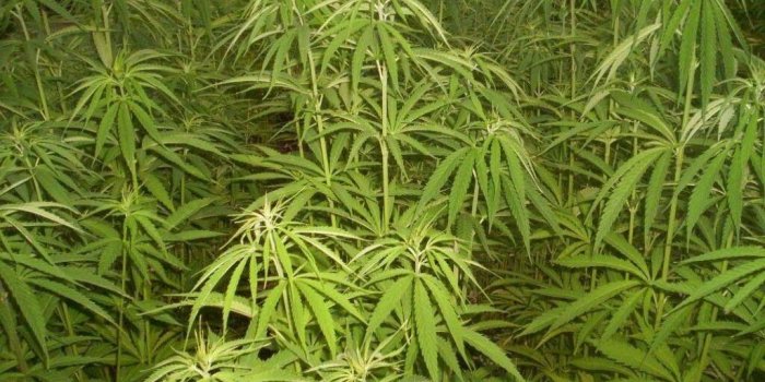 1024x768 Ganja Wallpapers