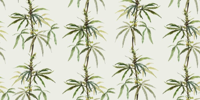 8192x6827 Botanical Ganja Wallpaper - Contemporary Organic Modern