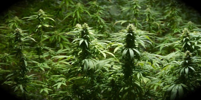 1244x700 Marijuana weed 420 ganja r wallpaper | 1920x1080 | 171576 | WallpaperUP