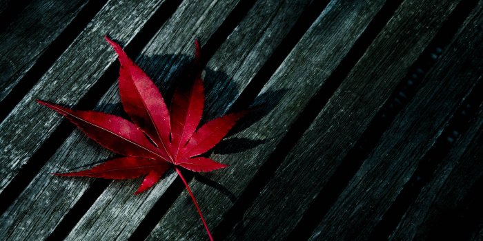 2560x1600 Marijuana Wallpapers - Top Free Marijuana Backgrounds - WallpaperAccess