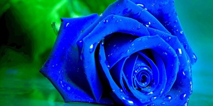 1920x1080 Nature, Flowers, Wet, Blue, Rose, On, A, Green, Background, Full
