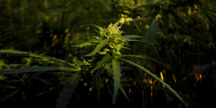 1332x850 Wallpaper flower, grass, marijuana, cannabis, ganja, Weed images for