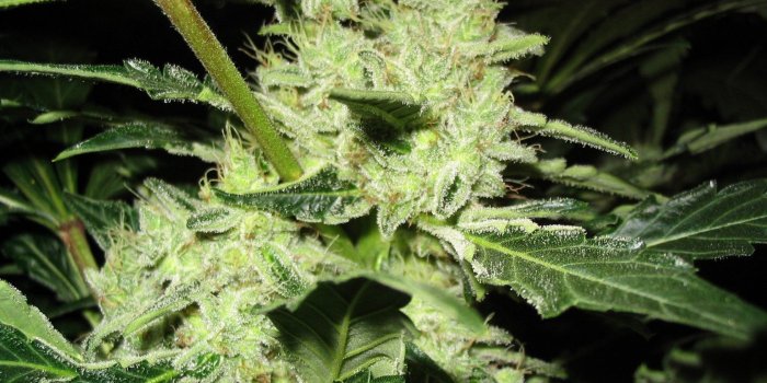 1680x1050 1 Ganja HD Wallpapers | Background Images