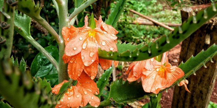 3840x2160 3109607 3840x2160 beautiful flowers, beauty, flower wallpaper