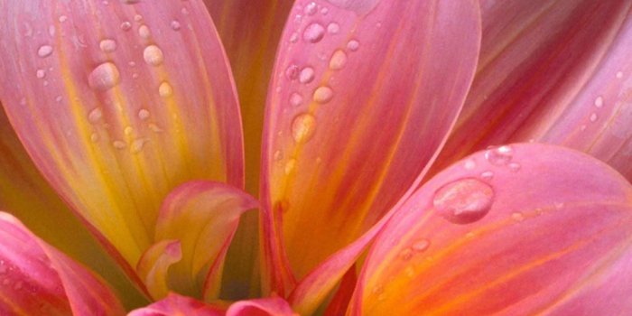 1024x768 Exclusive Wallpapers On Beautiful Flowers - The Flower Expert