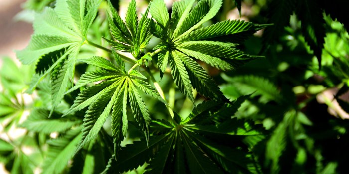 3456x2304 Best 56+ Pot iPhone Backgrounds on HipWallpaper | iPhone Wallpaper