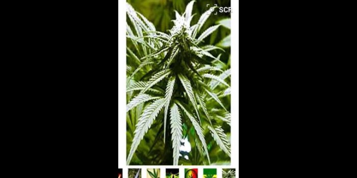 1280x720 Marihuana and Weed Wallpapers for Android