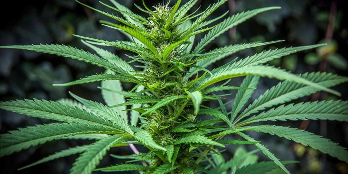 2048x1536 Wallpaper Ganja Hd Mobile Wallpaper For Stoners Stoner Pictures