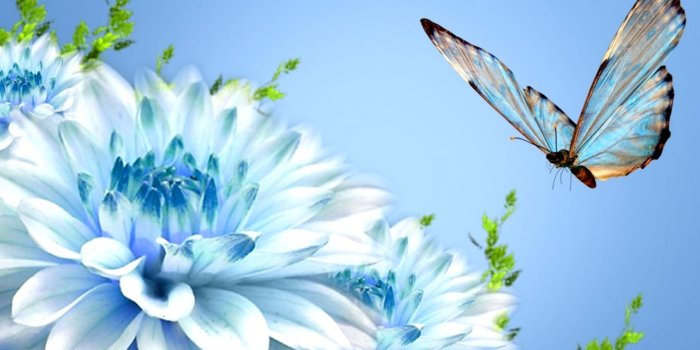1456x993 Nature Flower Butterfly Beautiful Wallpapers - nature wallpaper