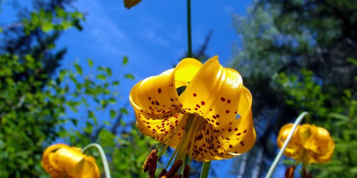 1920x1440 Beauty of Nature Wallpaper Flowers Nature Wallpapers in jpg format