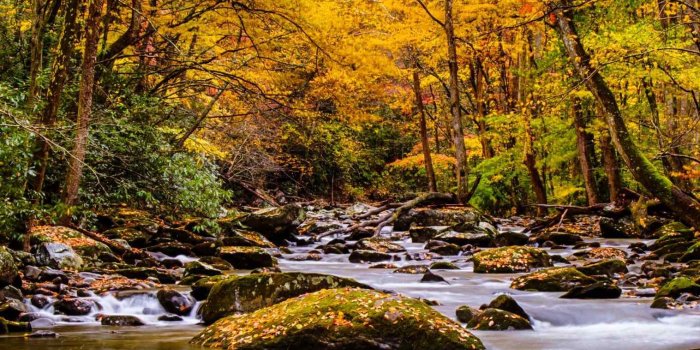 1517x2022 18179 natural beauty wallpapers