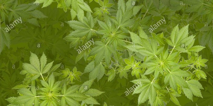 1298x1390 Ganja Wallpaper (97+ images in Collection) Page 3