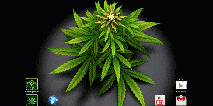 1280x800 My Ganja Plant Live Wallpaper App Ranking and Store Data | App Annie