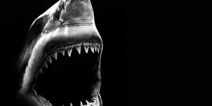 1600x1200 Amazing Trending Wallpaper: Shark Animal Killer Wallpaper #27189