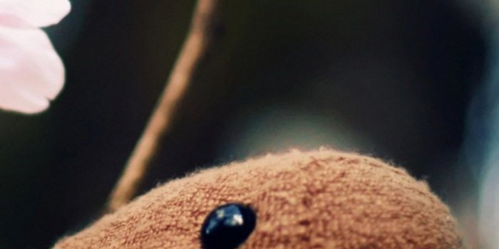 1080x1920 65+ Domo Kun Wallpapers on WallpaperPlay