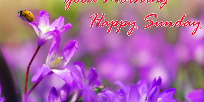 3159x2160 Sunday Good Morning Quotes Images Wishes Wallpaper Photo Pics