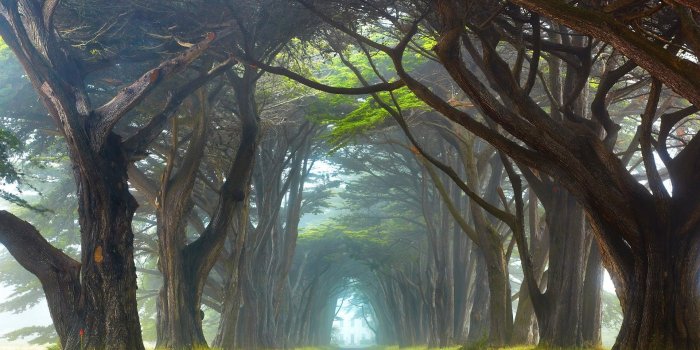 1920x1080 2957842 1920x1080 forest nature ireland wallpaper and background JPG