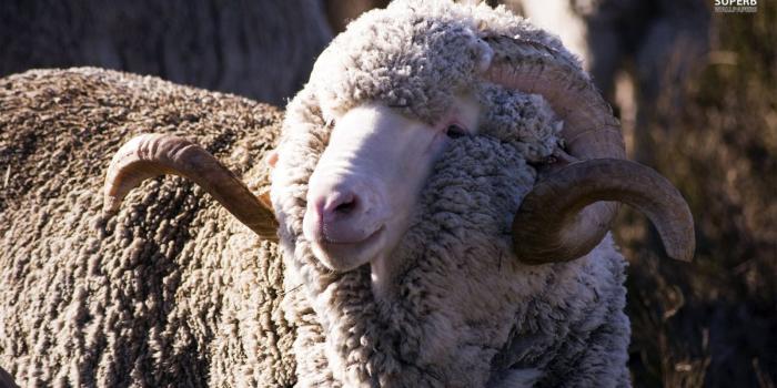 1600x900 Merino Sheep - Sheep Wallpaper (38676835) - Fanpop