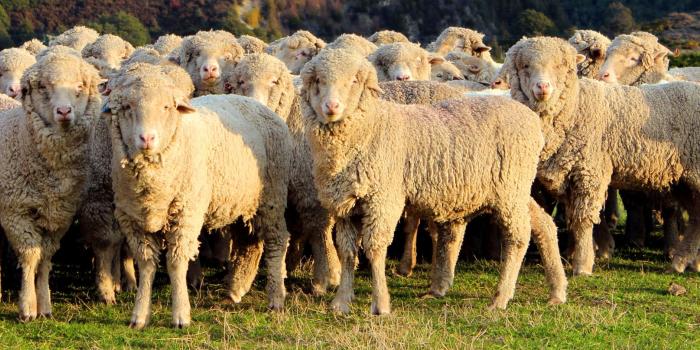 1899x807 What is Merino Wool? | Coes Blog