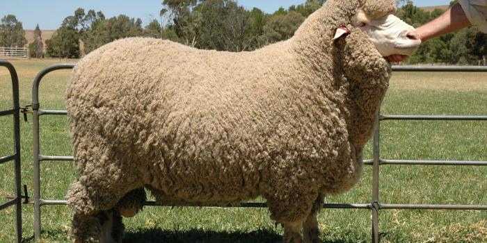 3008x2000 Merino Knitting Wools purchase soft and chunky merino kniting yarns