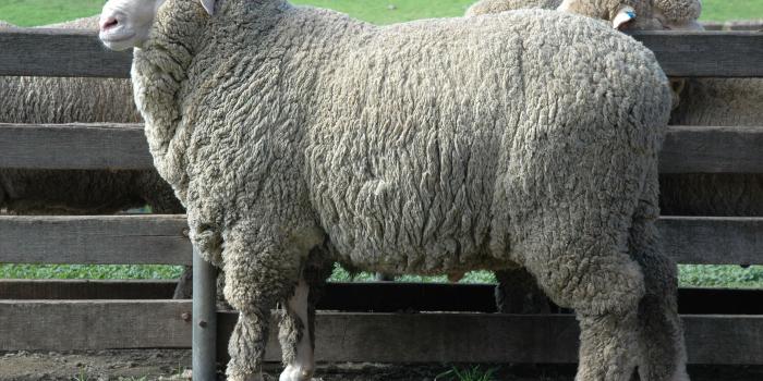 3008x2000 Free download Merino Sheep 25 Hd Wallpaper Wallpaper [3008x2000] for