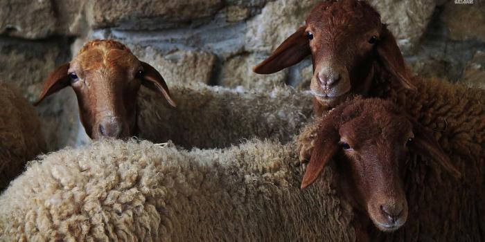 1600x900 Sheep images Sheep HD wallpaper and background photos (38720384)