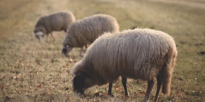 1125x750 Merino Desktop Wallpaper Agriculture Animal Husbandry Wool CC0