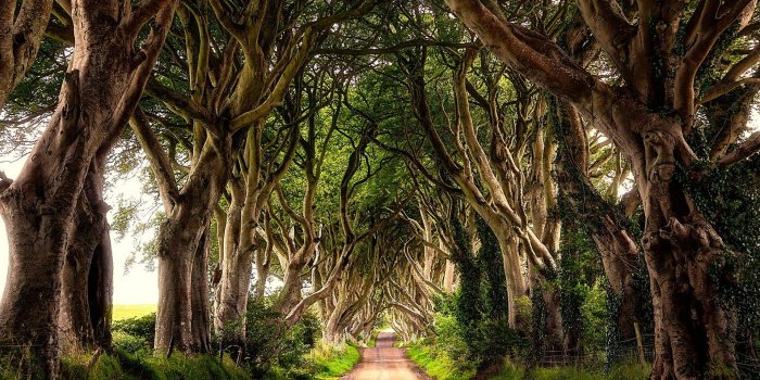 1920x1200 The Dark Hedges, Northern Ireland Wallpaper free desktop backgrounds