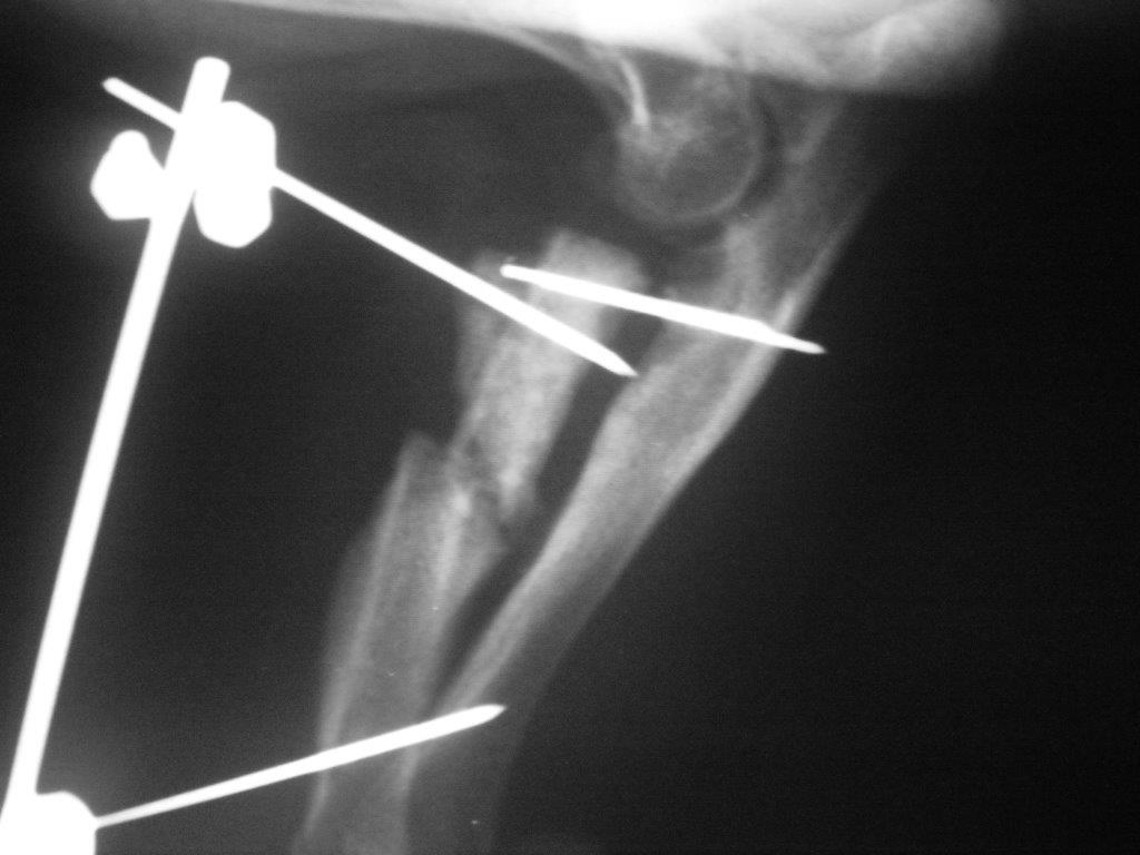 1024x768 Orthopedic Surgery | Glacier Animal Hospital