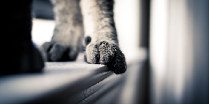 2560x1600 48+] Feet Wallpaper HD on WallpaperSafari