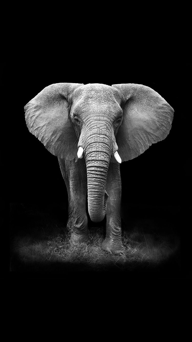750x1334 TAP AND GET FREE APP ⬆️ An elephant on a black background
