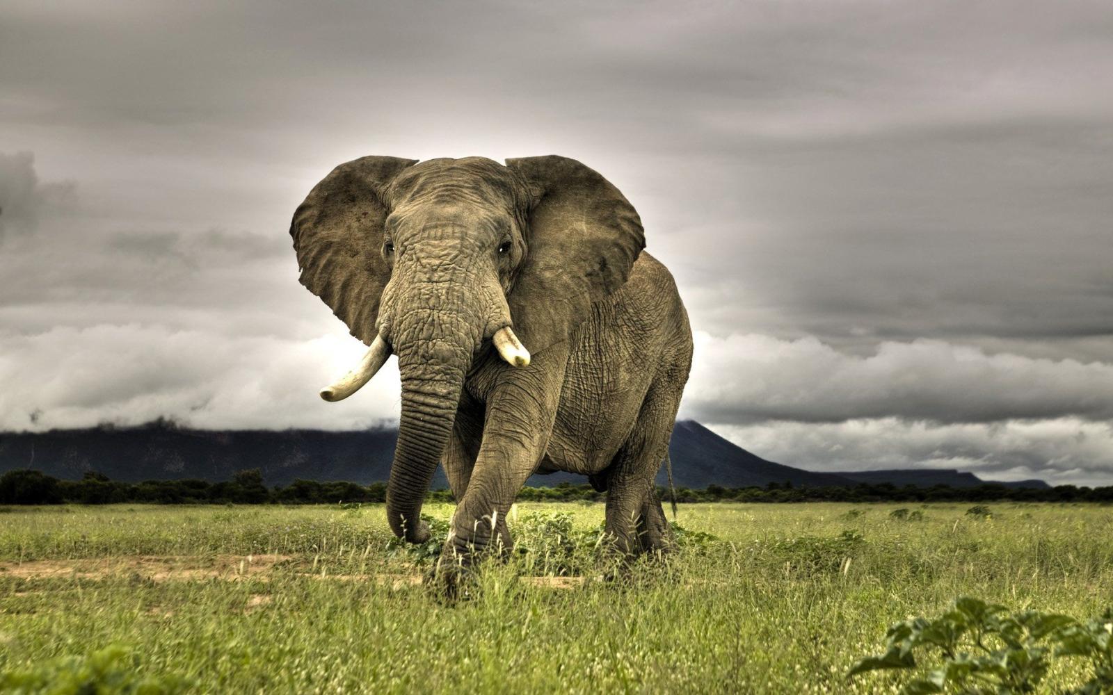 1920x1200 499 Elephant HD Wallpapers | Background Images