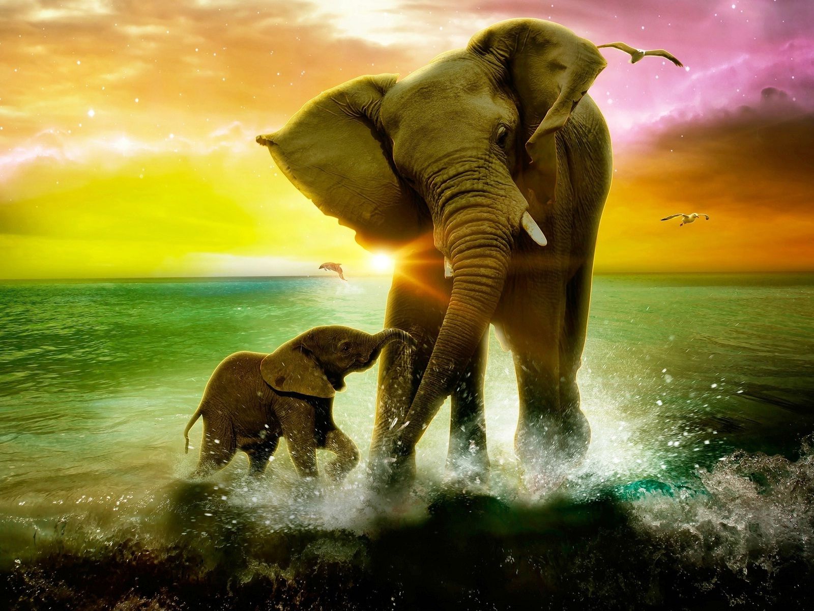 1600x1200 Elephants Images Backgrounds HD Wallpapers Free Download