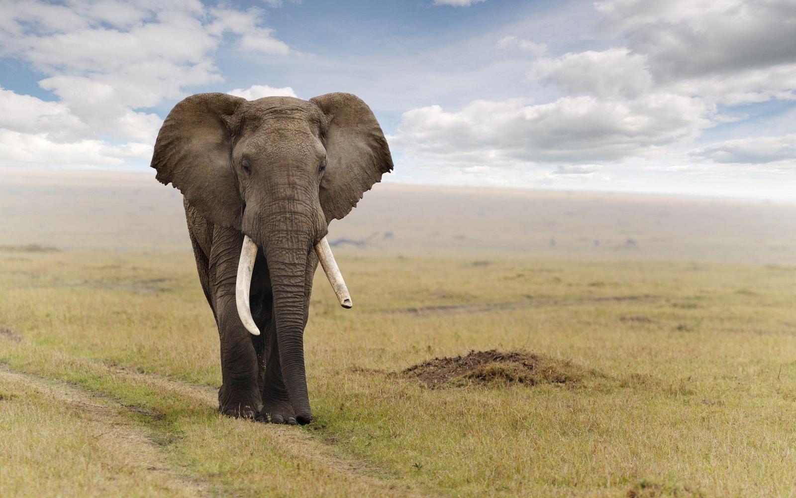 2560x1600 Elephant Wallpapers