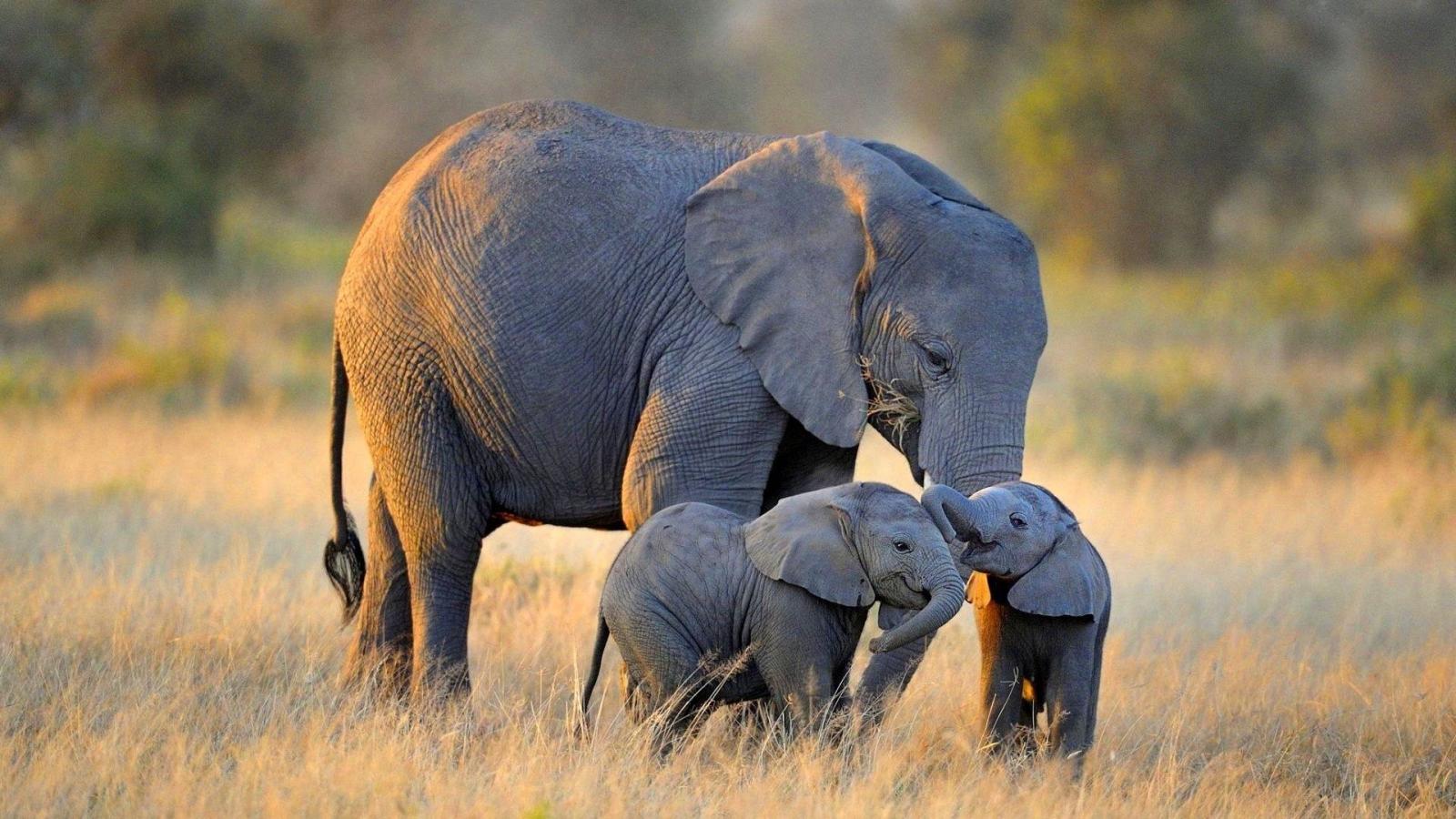 1920x1080 Baby Elephant Wallpaper (66+ images)