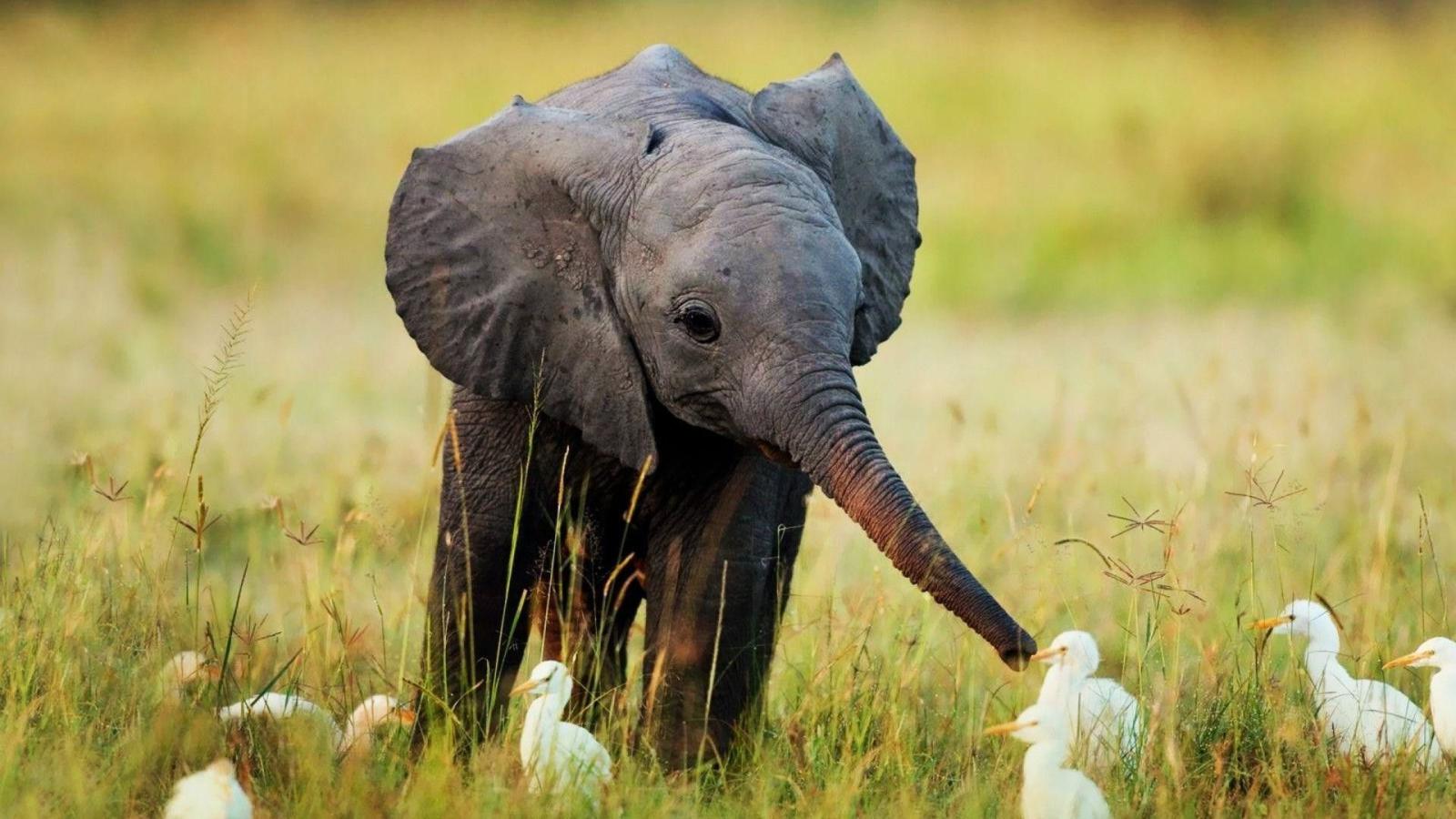 1920x1080 61+ Baby Elephant Wallpapers on WallpaperPlay