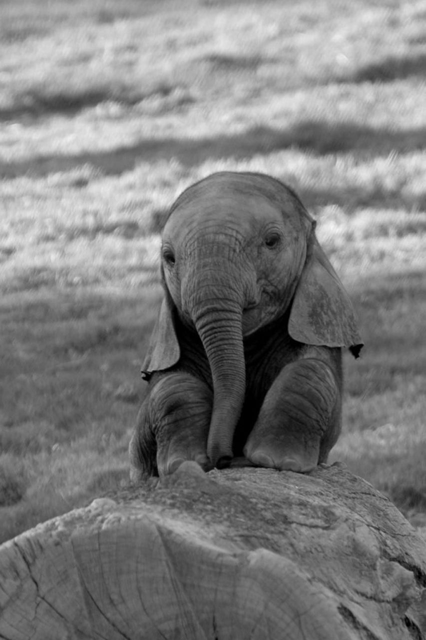 853x1280 47+] Cute Elephant Wallpaper on WallpaperSafari