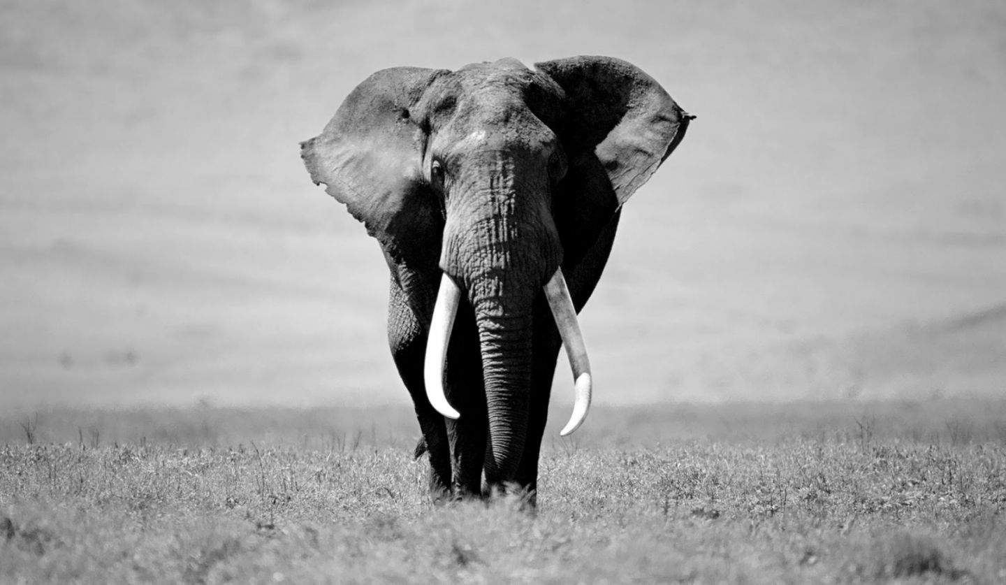 1440x837 Elephant Wallpaper Desktop Black And White | Wallpapers Clone