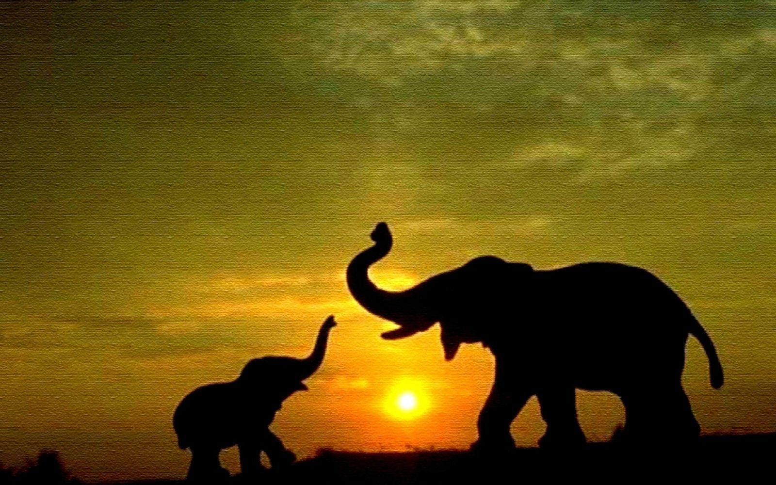 1600x1000 Elephant Wallpaper | Amazing Wallpapers | cute elephants | Elephant
