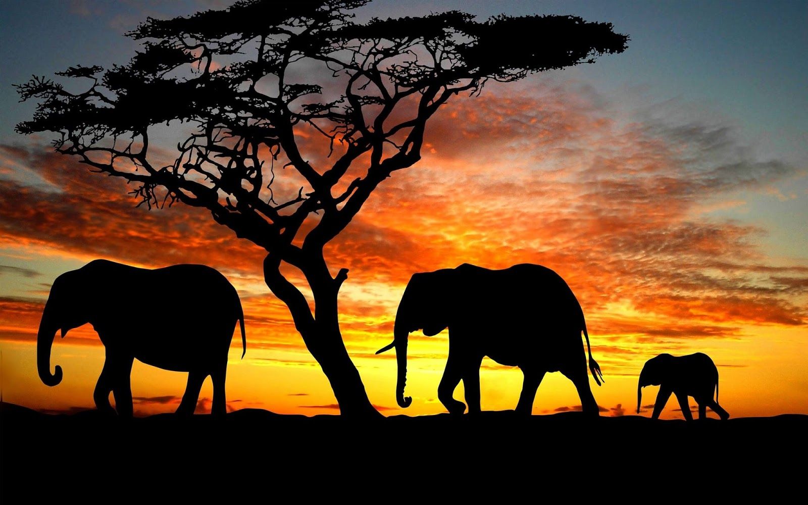 1600x1000 Elephants - Elephants Wallpaper (40609364) - Fanpop