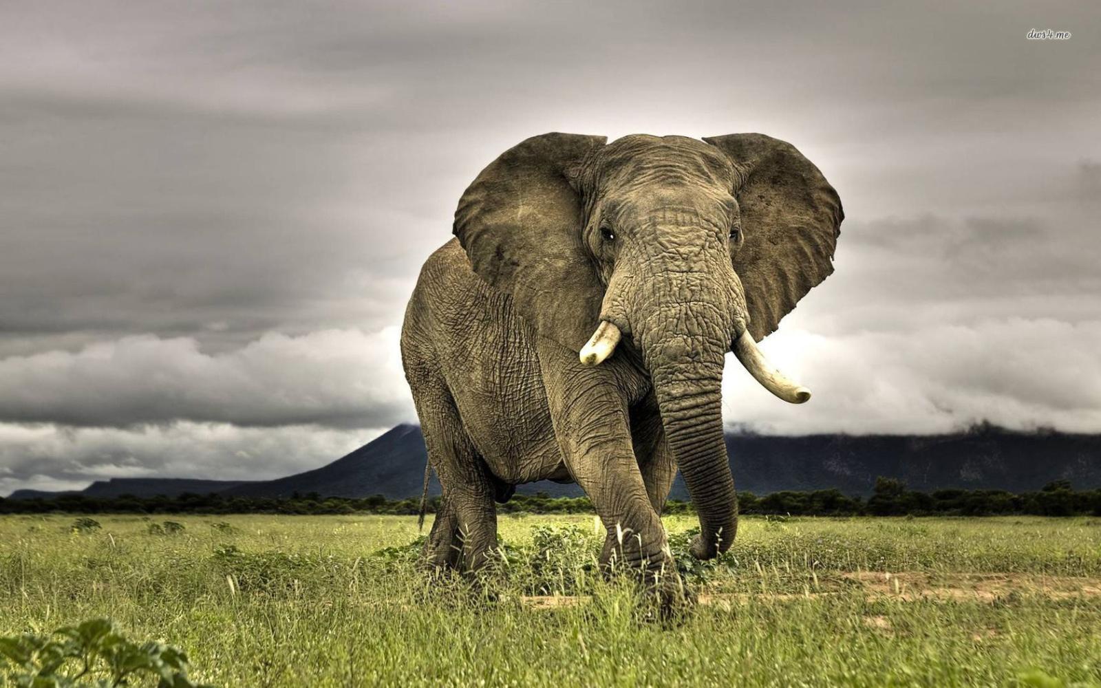 1680x1050 African Elephant | African Elephant wallpaper 1280x800 African