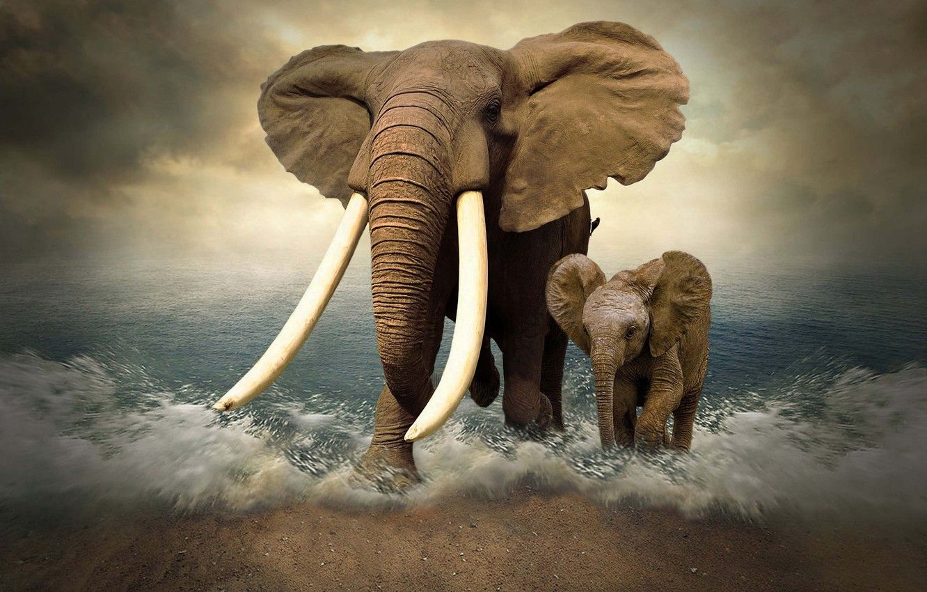 1332x850 Wallpaper sea, elephant, photoshop, elephants, tusks, elephant