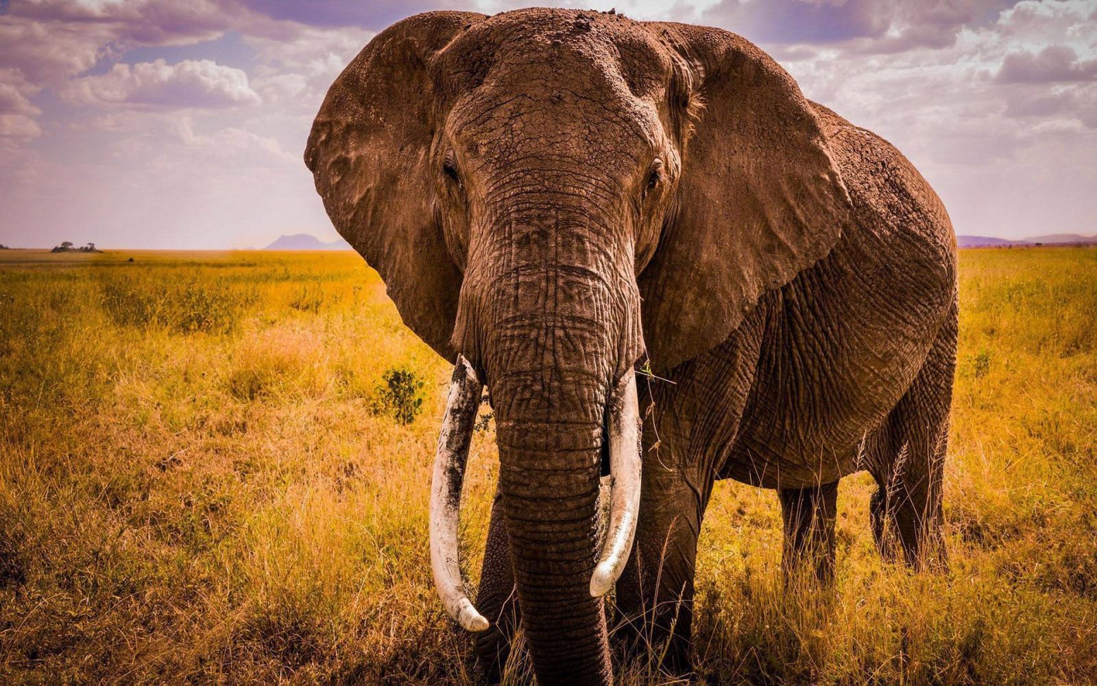 1920x1200 Elephant Images Free Download