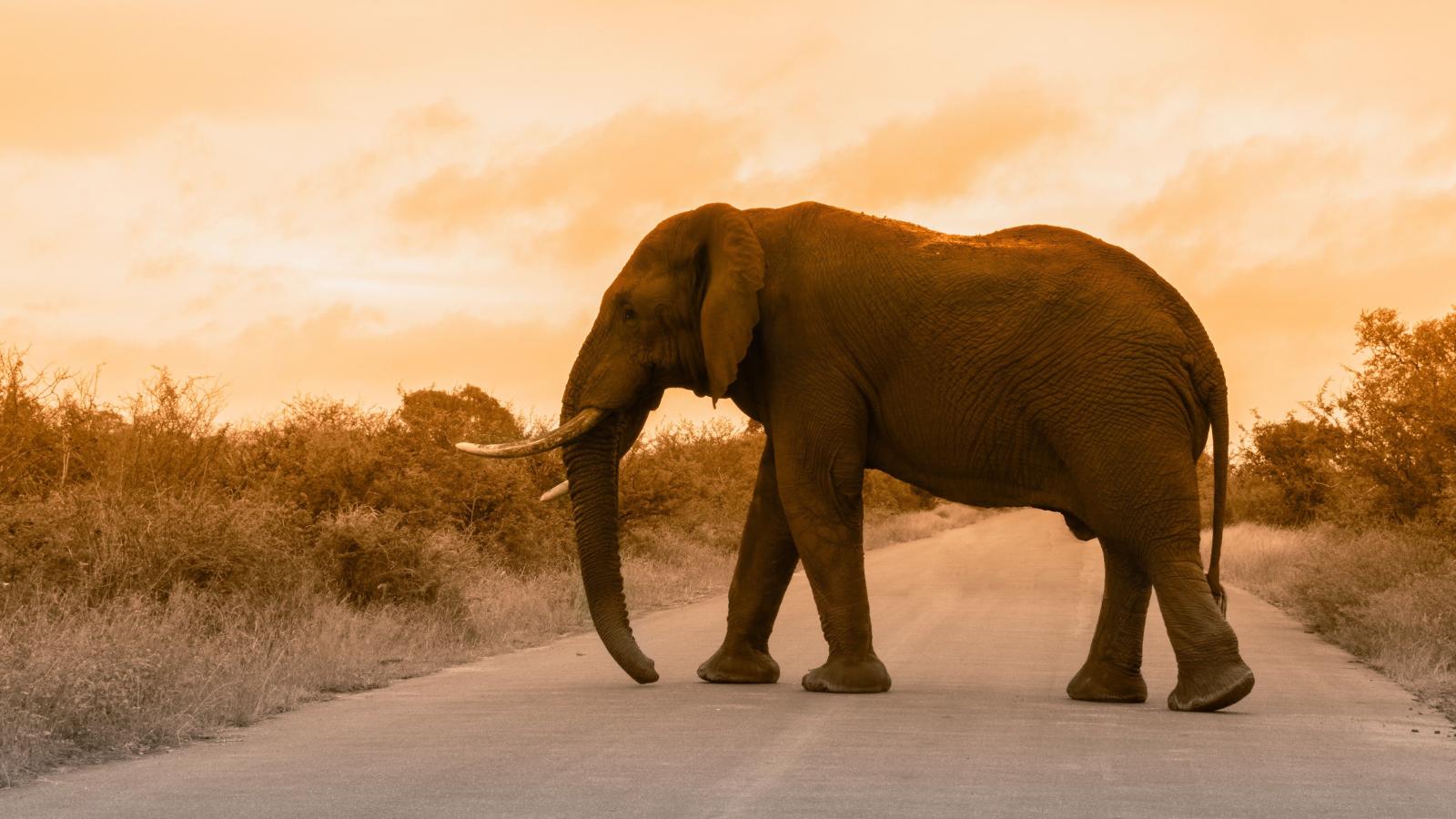 5120x2880 Elephant 5K Wallpaper | HD Wallpapers