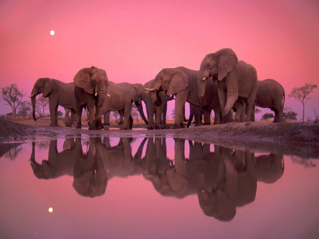1024x768 45+] Elephant Wallpaper for Desktop on WallpaperSafari