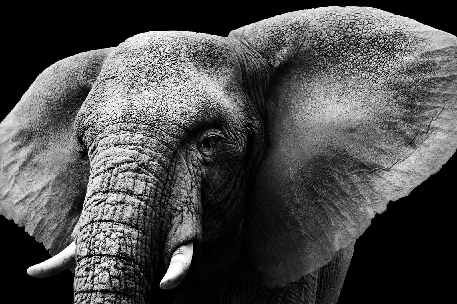 3504x2336 Surface Studio (Elephant) | WallpaperHub
