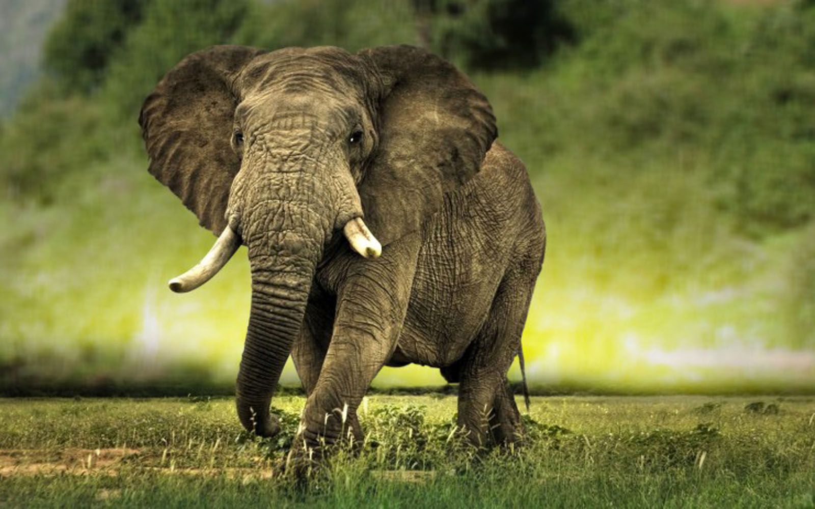 1600x1000 Tambuzi Safaris | elephant-wallpaper-19