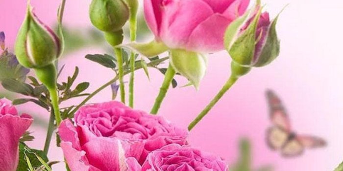 800x1280 HD Rose Flowers Live Wallpaper for Android - APK Download