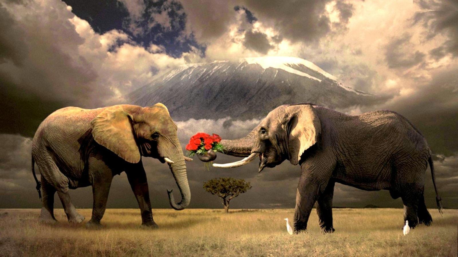 1920x1080 hd elephant wallpaper | 1080p Wallpapers, Hd Wallpapers, Pictures