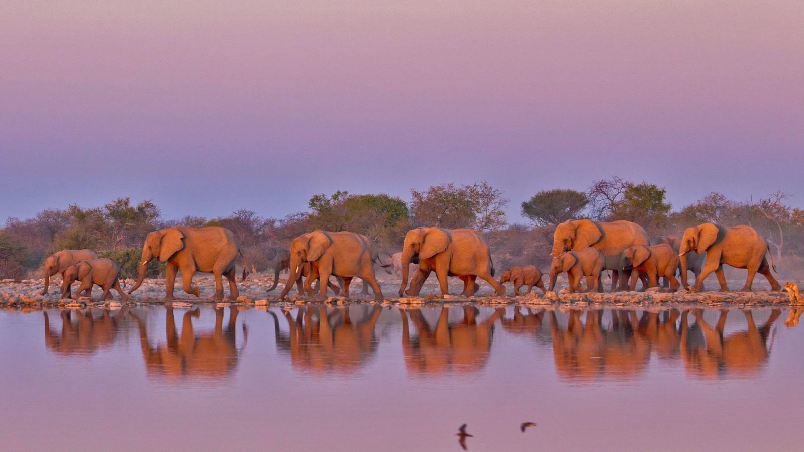 1920x1080 Elephant Parade – Bing Wallpaper Download